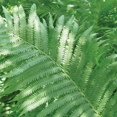 Fern, Ostrich