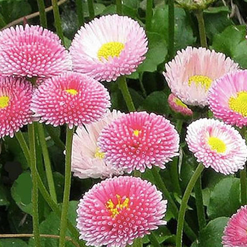 Pink Daisy, Lawns and Borders Bellis Perennis