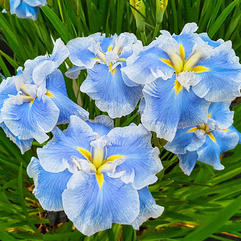 planting japanese iris seeds Ice Cream Dinner Japanese Iris Bearded Iris Species Growing Bonsai Bulbs Roots Rhizomes Corms Tubers Potted Planting Reblooming Fragrant Garden Flower Seeds Plant