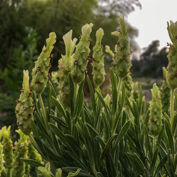 Yellow Flowered Spanish Lavender