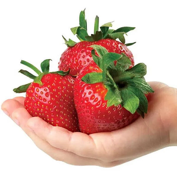 Whopper Strawberry