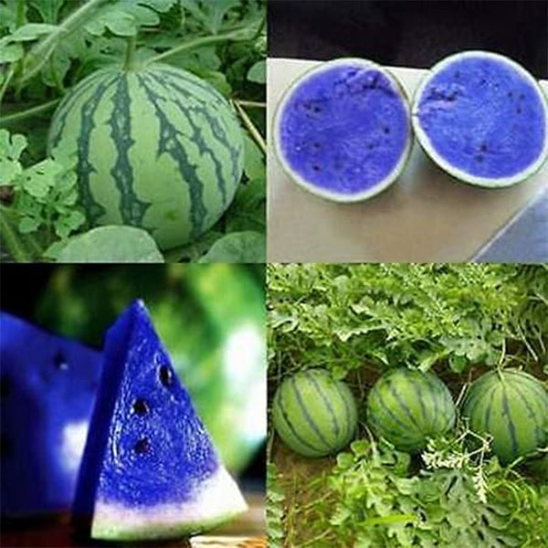 Rare Blue Watermelon Fruit Seed Sweet Juicy Fruits High Germination Rate