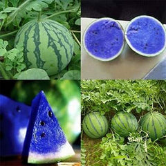 Rare Blue Watermelon Fruit Seed Sweet Juicy Fruits High Germination Rate