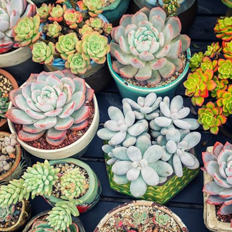 Mixed Color Rare Succulents Seeds Garden and Home Bonsai Flower Plant