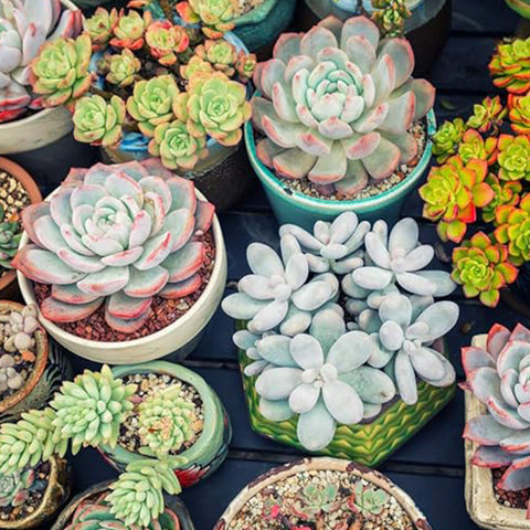 Mixed Color Rare Succulents Seeds Garden and Home Bonsai Flower Plant