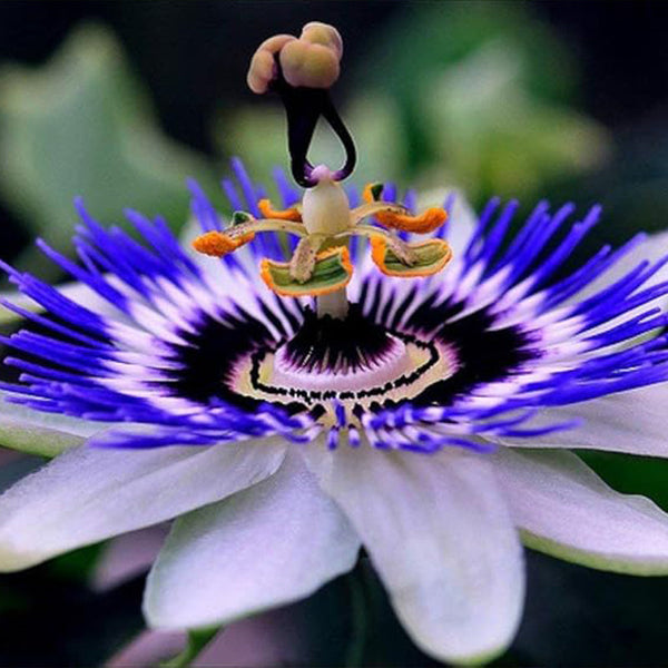 Seeds Passionflower Purple Beautiful Exotic Flower Perennial Outdoor Garden Cut Flowers for Planting Non GMO