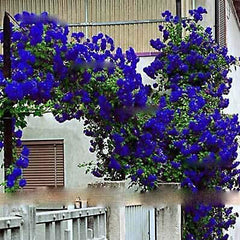 Blue Climbing Rose Flower Seeds