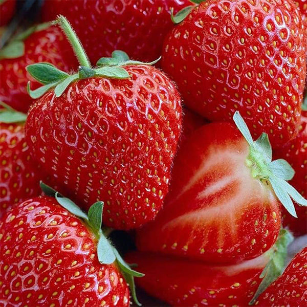 Honeoye Strawberry Bare Root Plants - Extremely Hardy June-Bearing