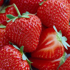 Honeoye Strawberry Bare Root Plants - Extremely Hardy June-Bearing