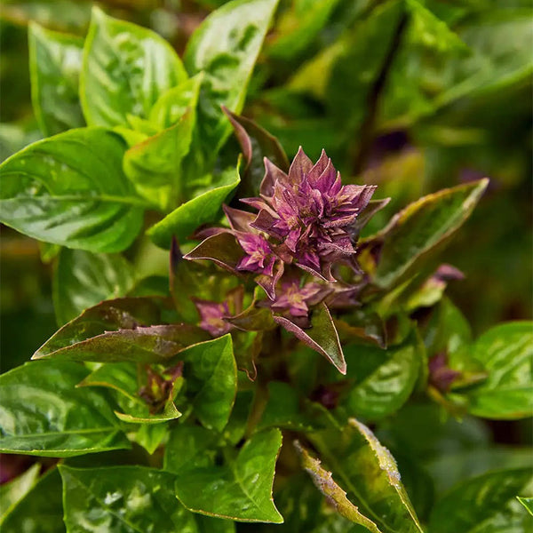 Basil, Batik