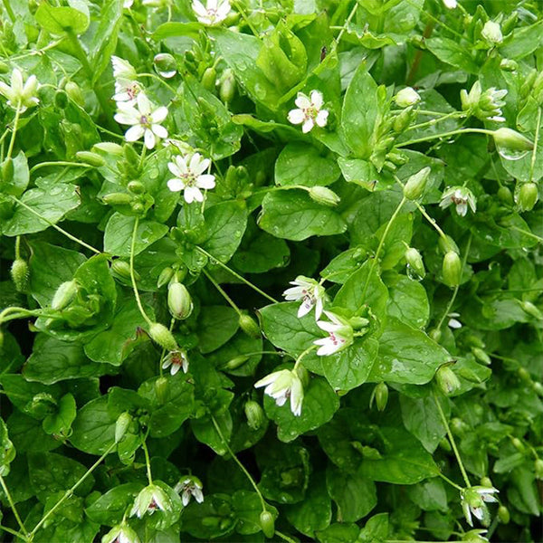Chickweed Seeds