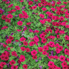 Wave Carmine Velour Petunia Seed Variety