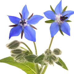 Borage Seeds - Starflower - Heirloom Non-GMO Herb Seeds for Planting an Herb Garden Borago Officinalis