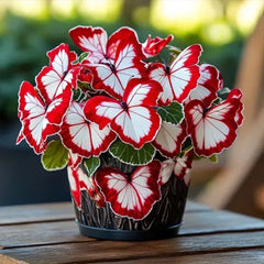 Butterfly Begonia: Unleash Whimsy in Your Garden!