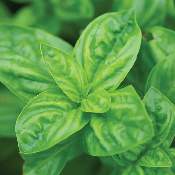 Basil, Genovese
