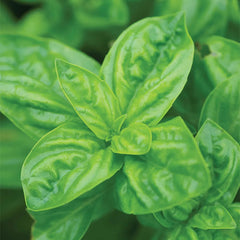 Basil, Genovese