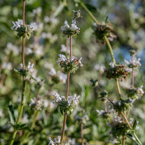 Black Sage