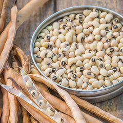 Cowpea, California Blackeye No.5