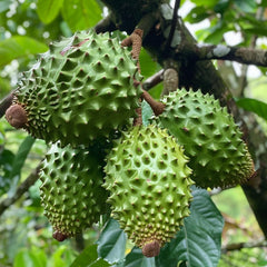 Giant Soursop Seeds for Planting, Annona Muricata, Graviola, Guyabano, Sirsak,  Tasty Tropical Native Fruit Tree