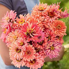 Senorita Zinnia Flower Seeds