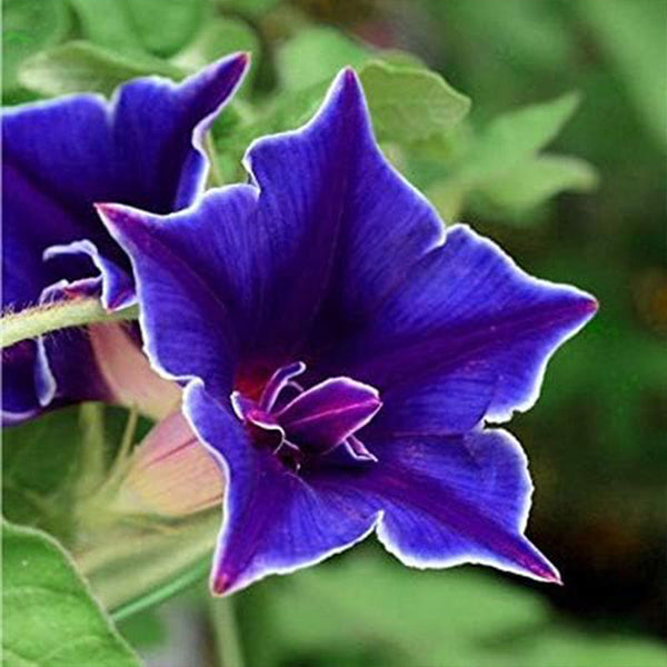 Annual Ipomoea Nil Morning Glory Blue Picotee Climbing Vine Flower Seeds for Planting