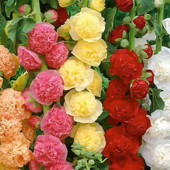 Hollyhock Seeds Carnival Mix Giant Mallow Double Hollyhock Flowers Seed Perennial Outdoor Home Garden Flower