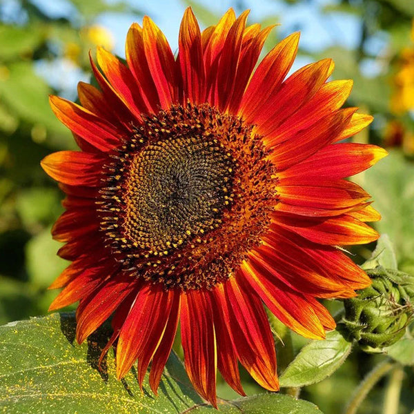 Sunflower Seeds - F1