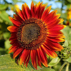 Sunflower Seeds - F1