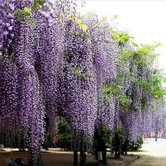 Purple Wisteria Flower Seeds Wisteria Sinensis DIY Home Garden Yard Plant