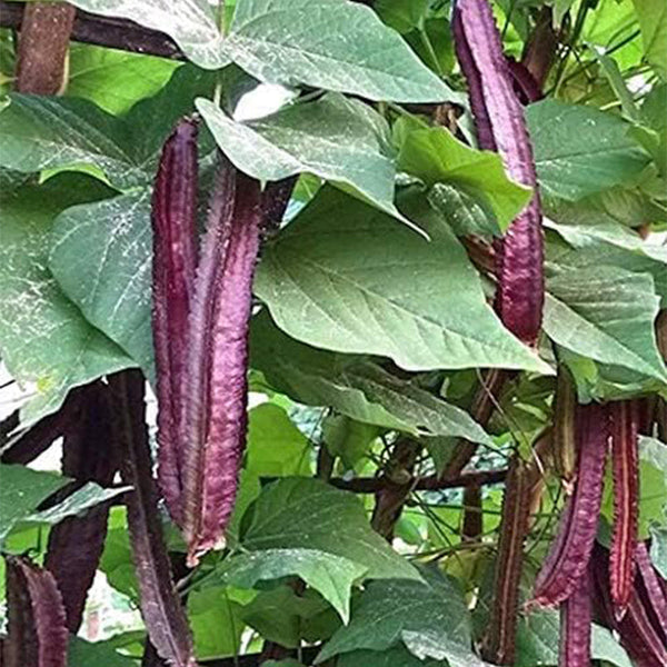 Purple Winged Bean Vegetable Seeds