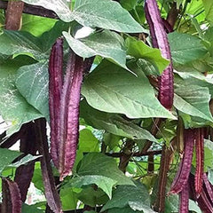 Purple Winged Bean Vegetable Seeds
