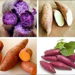 Fresh Sweet Potato Vegetables Seeds for Planting