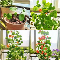 Mixed Colors Nasturtium Seeds