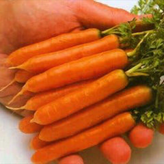 Carrot Little Finger Great Heirloom Vegetable Seeds