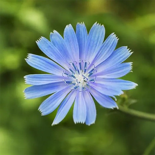 Chicory Seeds