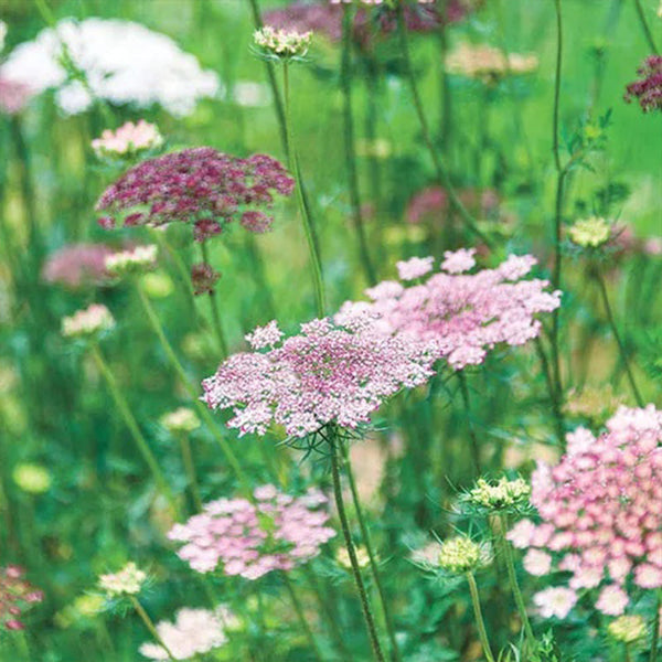 Carrot Dara Wildflower Seeds