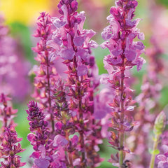 Salvia, Rose Marvel
