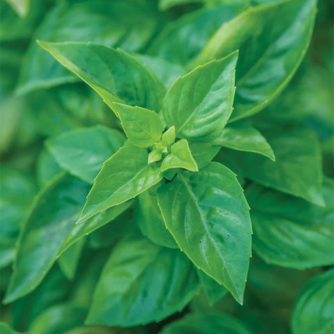 Basil, Pesto Party