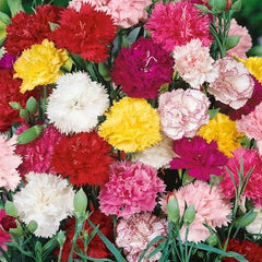 Mixed Carnation Flower Seeds - AKA. Dianthus Caryophyllus Chabaud Mix for Planting Perennial