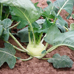 Kohlrabi Korist
