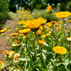 Resina Calendula