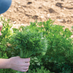Menuette Parsley Seed