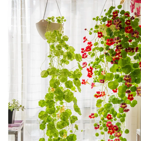 Mixed Colors Nasturtium Seeds - Annual