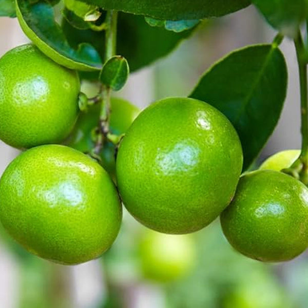 Lime Tree Seeds