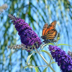 Mixed Colors Butterfly bush Buddleia Davidii Flower Shrub Seeds