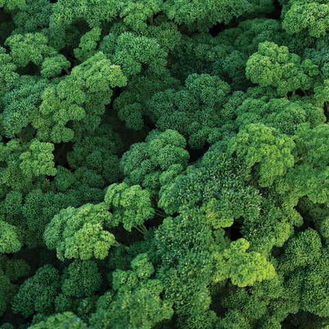 Katinka Parsley Seeds
