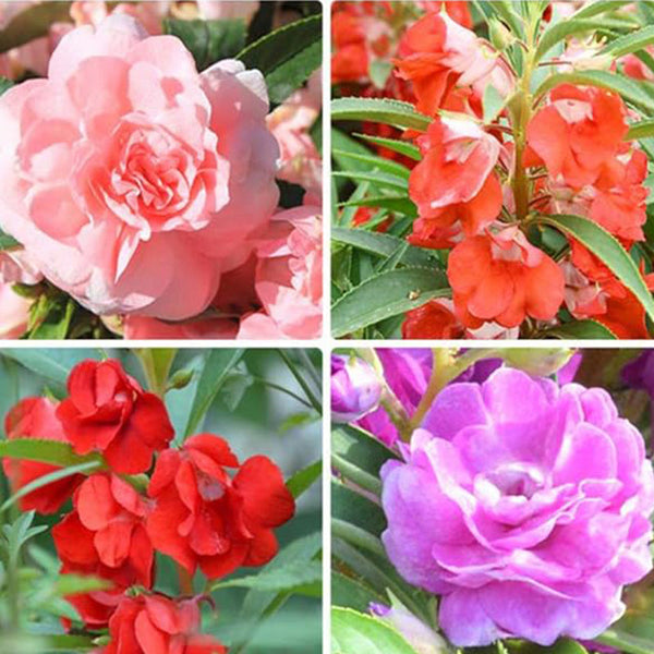 Mixed Impatiens Balsamina Balsam Camelia Impatiens Seeds Double Flower Touch Me Not