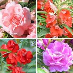 Mixed Impatiens Balsamina Balsam Camelia Impatiens Seeds Double Flower Touch Me Not