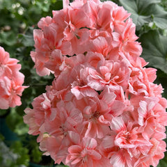 Pink Apple Blossom Geranium Seeds