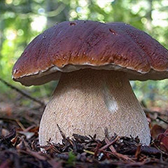 Porcini Mushroom King Bolete Mycelium Spawn Dried Spores Kit for Planting Non GMO